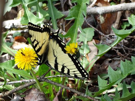 Eastern Tiger Swallowtail Papilio Glaucus Eastern Tiger Flickr