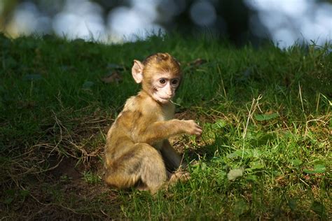 Barbary Macaque Facts Habitat Diet Pictures