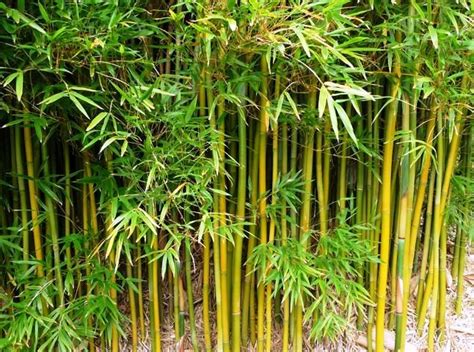 Bamboo Gracilis Plants For Spaces