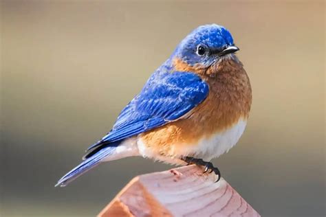 Eastern Bluebird Bird Feeder Hub