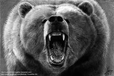 Angry Grizzly Bear Drawing By Mehran Yousefian By Mehranyousefian On