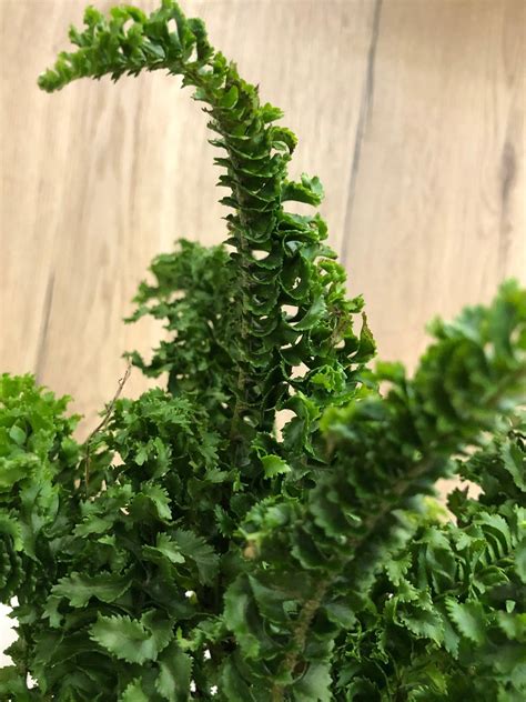 How To Grow Crinkle Ferns