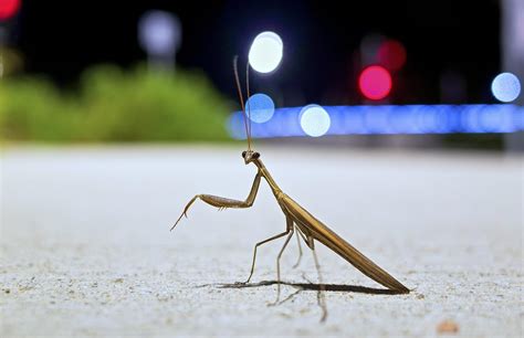 🔥 Praying Mantis Out Stalking Prey At Night In Canberra The Night