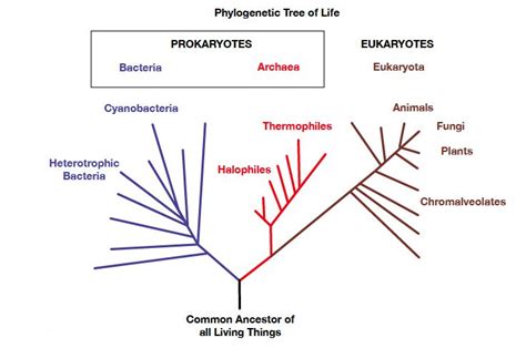 The Three Domain System Phylogenetic Tree Prokaryotes Ancestor