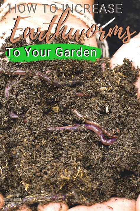 5 Ways To Attract More Earthworms To Your Garden