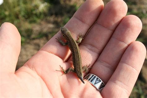 Eidechse, amphibien, die sich durch einen spindelförmigen schuppenbedeckten, geschwänzten leib mit zwei oder vier füßen, meistens langer vorstreckbarer. Baby Eidechse Foto & Bild | tiere, wildlife, amphibien ...