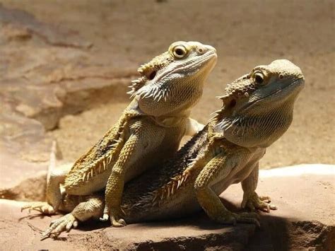 how to sex a bearded dragon the complete guide