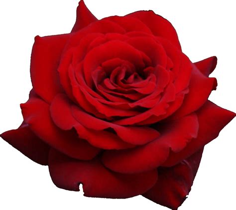 Red Rose Png Image Free Picture Download Transparent Image Download