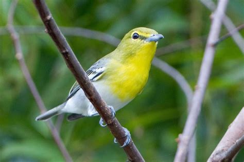 Yellow Throated Vireo Birds Of Kettle River Sna · Inaturalist