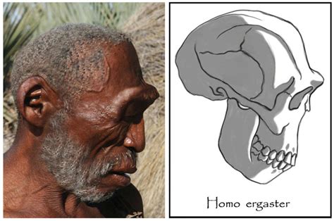 Homo Ergaster By Babanovac0232 On Deviantart