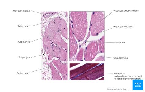 Tendon Diagram Under Microscope Muscles And Muscle Tissue Types And
