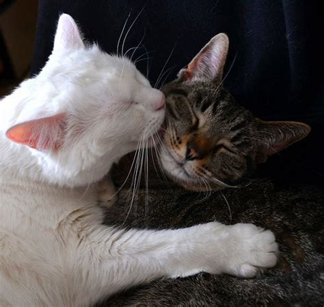 Top 15 Cute Cats Kissing Sweetest Moments Caught On Camera