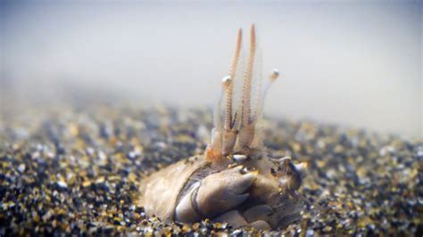 For Pacific Mole Crabs Its Dig Or Die Blog Nature Pbs