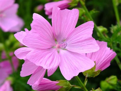 Mallow Stock Photo Image Of Wildflower Health Brewing 48381084