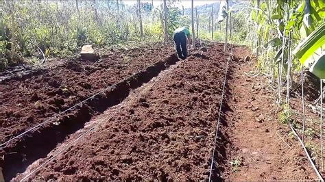 como fazer os canteiros para plantar morangos no solo youtube