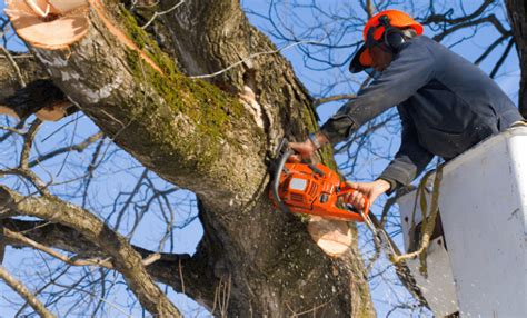 5 Types Of Tree Pruning Natures Select Triangle Chapel Hill Nc