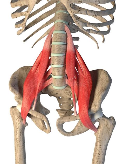 3d Illustration Of The Psoas Major Muscles On A White Background Stock