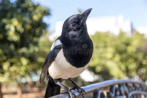 Closeup Of A Cute Magpie Looking At The Camera Stock Image Image Of