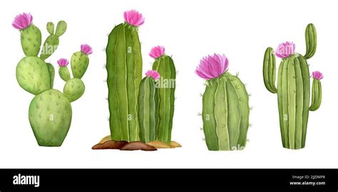 Cacti Succulents Watercolor Botanical Illustration Hand Drawn Cacti