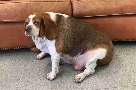 Obese Beagle Makes The Most Inspiring Fitness Transformation The Dodo