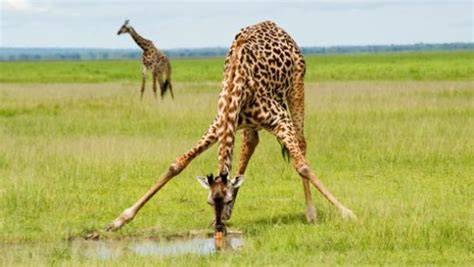 Amazing Facts About Giraffes Onekindplanet Animal Education And Facts