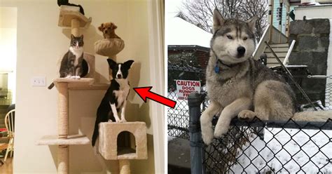 20 Adorable And Hilarious Pictures Of Dogs Acting Like Cats