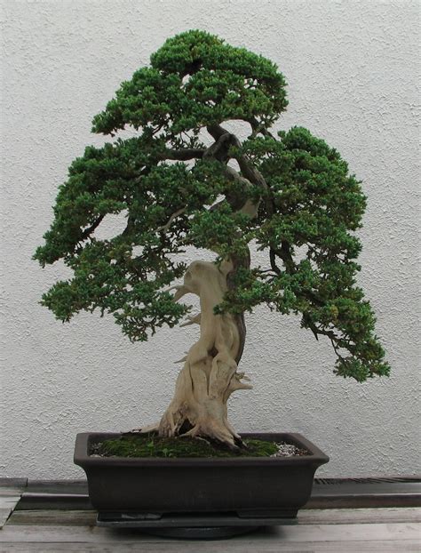 Some are as tiny as your bonsai was viewed as a hobby for retirees, but recently young people started enjoying the art of bonsai too. Deadwood bonsai techniques - Wikipedia