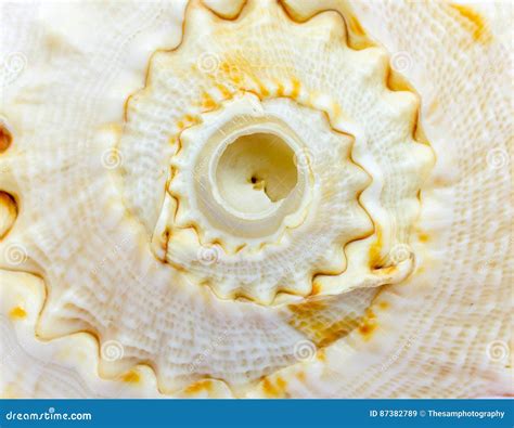 Spiral Loops Of A Sea Shell Stock Image Image Of Living Coral 87382789