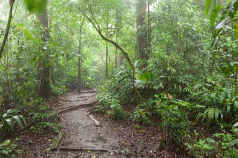 Path In Lush Rainy Rainforest Stock Photo Image Of Natural Costa