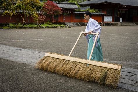 Japanese Broom Photo