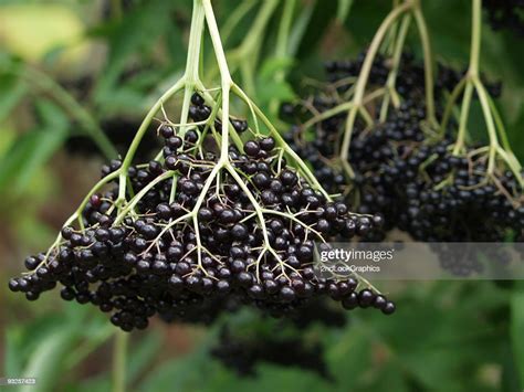 Ripe Elderberries Ready To Pick High Res Stock Photo Getty Images