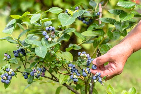 Doch auch als pflanze im eigenen garten können sie die gesunden früchte als beerenstrauch in den naschgarten integrieren. Heidelbeeren im Garten ziehen - So gedeihen die Blaubeeren ...