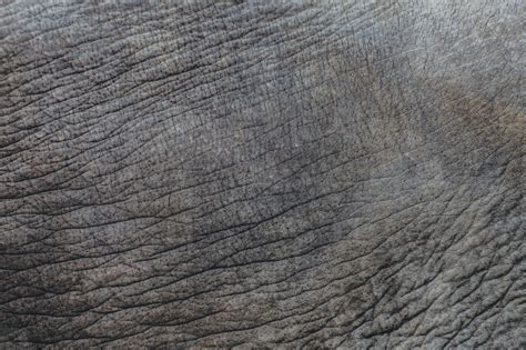 Elephant Skin Pattern Stock Photo 52243 Youworkforthem