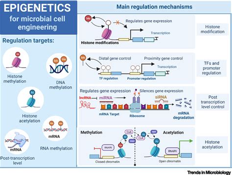 Synthetic Epigenetics Assisted Microbial Chassis Engineering Trends In