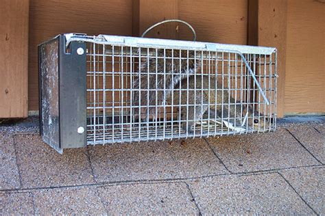 How To Trap Squirrels Squirrel Trapping Tips