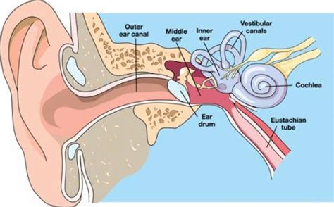 What Causes A Clogged Ear And How Treat It