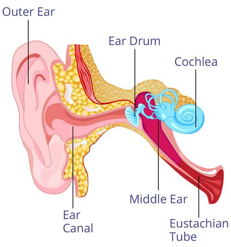 The inner ear (internal ear, auris interna) is the innermost part of the vertebrate ear. WEIRD AMAZING FACTS ABOUT YOUR EARS - vibe.ng