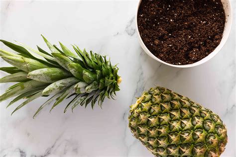 Pineapple How To Grow And Care For Pineapple Plants Indoors