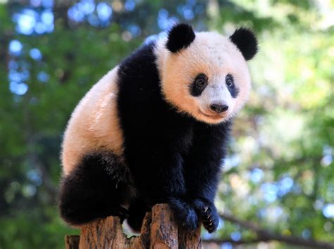 Meet Panda At Tokyo Zoo In Ueno Park Tokyo Traveling Tokyo With Baby