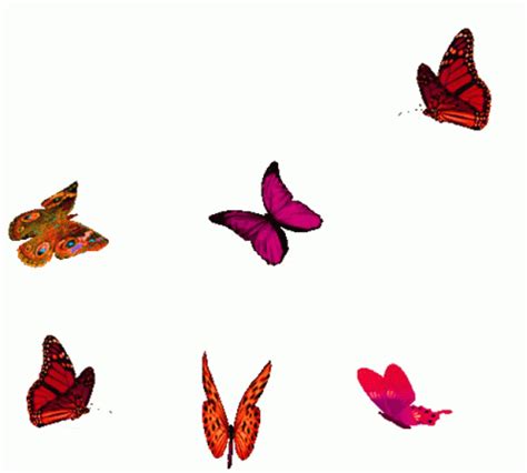 Butterfly Gif IceGif