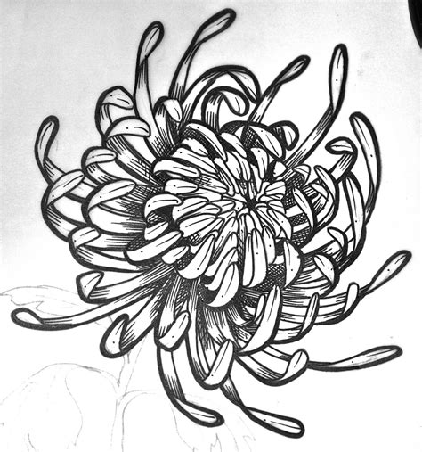 Chrysanthemum Drawing Skill