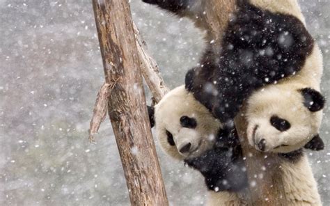 Download Wallpapers Pandas Winter Snow Cute Bears Pandas On A Tree