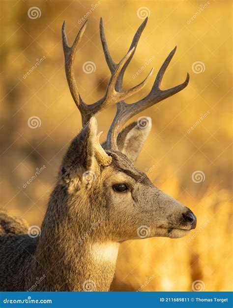 Whitetail Deer Buck Is Shown In Closeup Portrait Stock Image Image Of
