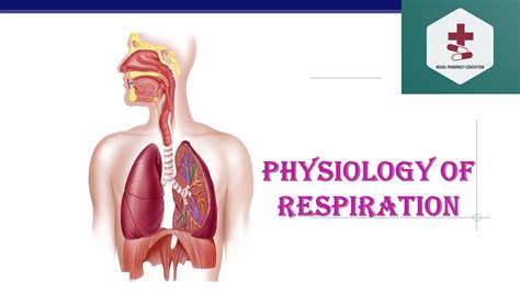Physiology Of Respiration Breathing Mechanism Inhalation Exhalation