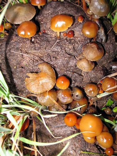 These Mushrooms Prefer Cow Patties Benjamin Hill Flickr