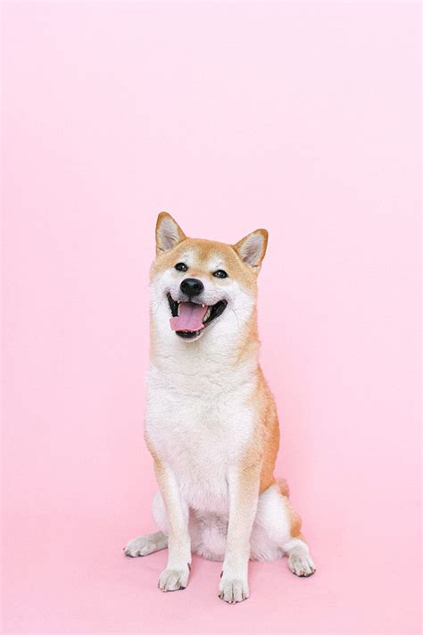 Portrait Of Shiba Inu Dog Hd Phone Wallpaper Peakpx