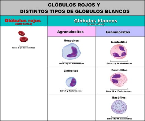 Linfocitos Y Leucocitos