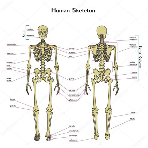 Human Skeleton Front And Rear View With Explanatations Stock
