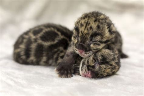 Its Two More Baby Clouded Leopards For Nashville Zoo Zooborns