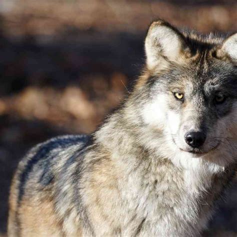Gray Wolf Defenders Of Wildlife